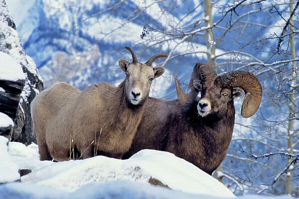 Rocky Mountain Bighorn Sheep - Ewe & Ram. Canadian Rockies. Winter. MS454