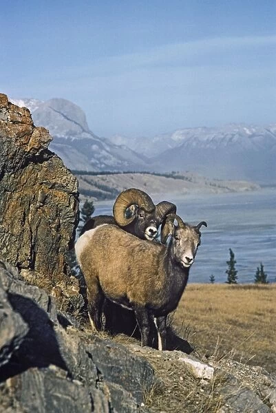 Rocky Mountain Bighorn Sheep - ewe and ram during the fall mating season. Northern Rockies, Nov-Dec. MS248