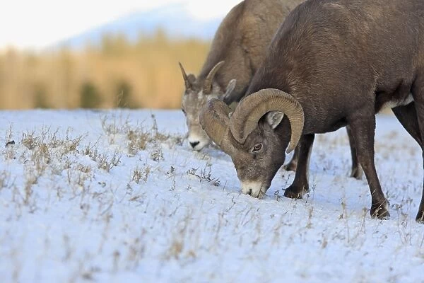 Rocky Mountain Bighorn Sheep - grazing. Jasper National Park - Rocky Mountains - Alberta - Canada