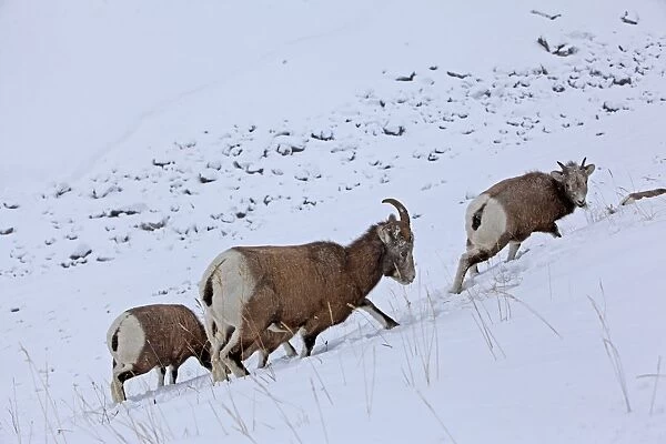 Rocky Mountain Bighorn Sheep - group in snow. Jasper National Park - Alberta - Canada