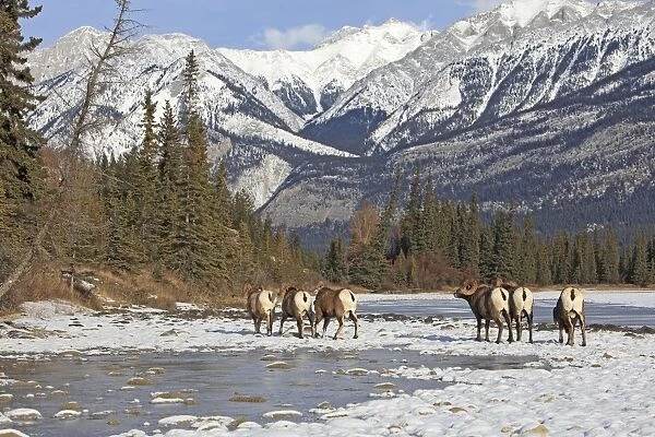 Rocky Mountain Bighorn Sheep - group by water in snow. Jasper National Park - Rocky Mountains - Alberta - Canada