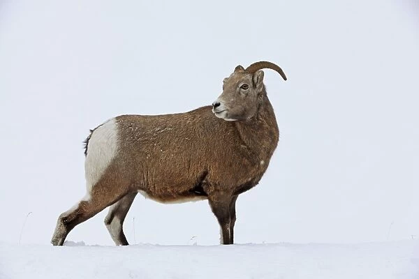 Rocky Mountain Bighorn Sheep. Jasper National Park - Alberta - Canada