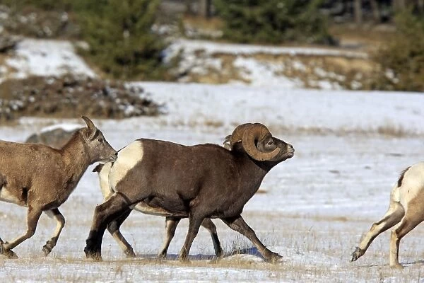 Rocky Mountain Bighorn Sheep. Jasper National Park - Rocky Mountains - Alberta - Canada
