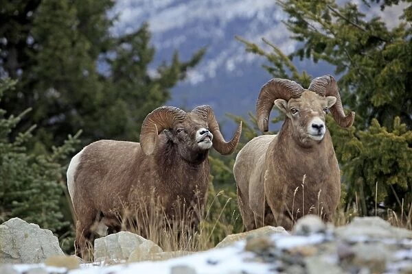 Rocky Mountain Bighorn Sheep. Jasper National Park - Alberta - Canada