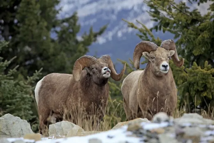 Framed Print : Rocky Mountain Bighorn Sheep. Jasper National Park - Alberta - Canada Framed Print : Rocky Mountain Bighorn Sheep. Jasper National Park - Alberta - Canada