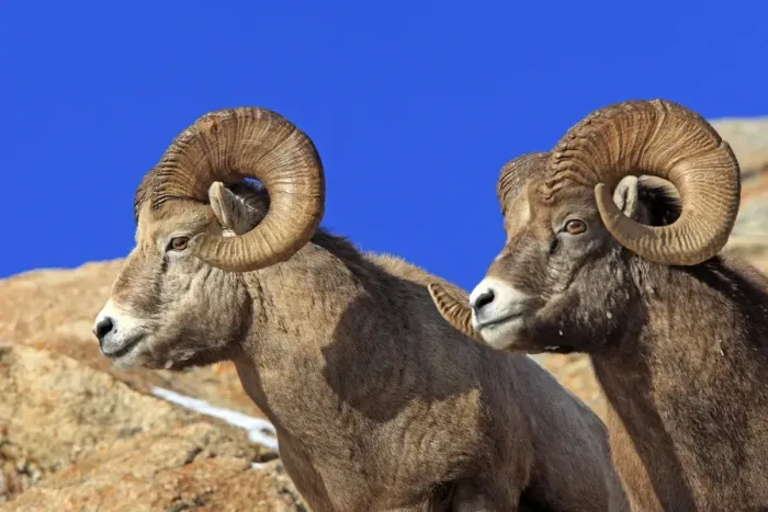 Framed Print : Rocky Mountain Bighorn Sheep. Jasper National Park - Rocky Mountains - Alberta - Canada Framed Print : Rocky Mountain Bighorn Sheep. Jasper National Park - Rocky Mountains - Alberta - Canada