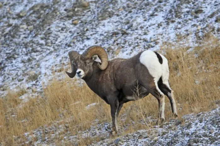 Framed Print : Rocky Mountain Bighorn Sheep. Jasper National Park - Rocky Mountains - Alberta - Canada Framed Print : Rocky Mountain Bighorn Sheep. Jasper National Park - Rocky Mountains - Alberta - Canada