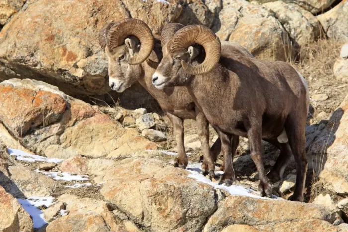 Framed Print : Rocky Mountain Bighorn Sheep. Jasper National Park - Rocky Mountains - Alberta - Canada Framed Print : Rocky Mountain Bighorn Sheep. Jasper National Park - Rocky Mountains - Alberta - Canada