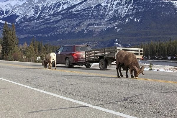 Rocky Mountain Bighorn Sheep - licking the salt on the road. Jasper National Park - Alberta - Canada