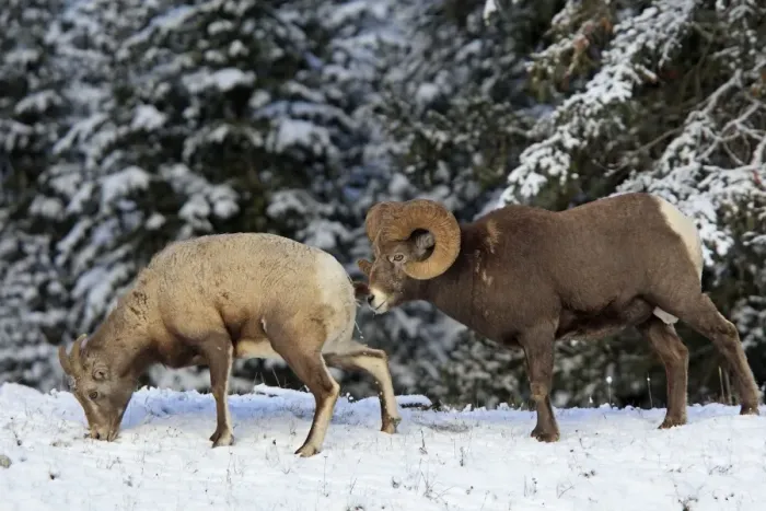 Framed Print : Rocky Mountain Bighorn Sheep - male smelling / scenting female as she urinate. Jasper National Park - Rocky Mountains - Alberta - Canada Framed Print : Rocky Mountain Bighorn Sheep - male smelling / scenting female as she urinate. Jasper National Park - Rocky Mountains - Alberta - Canada