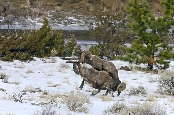 Rocky Mountain Bighorn Sheep - rams fighting  /  head butting during fall rut - in Autumn snow - Rocky Mountains - Wyoming - USA _E7C2498