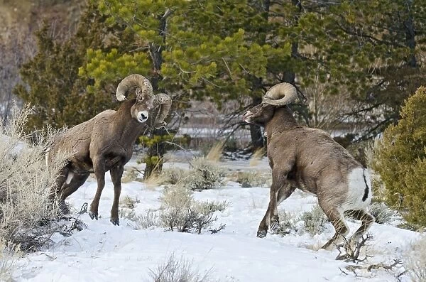 Rocky Mountain Bighorn Sheep - rams fighting  /  head butting during fall rut - in Autumn snow - Rocky Mountains - Wyoming - USA _E7C2770