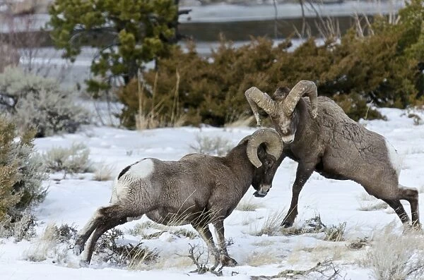 Rocky Mountain Bighorn Sheep - rams fighting  /  head butting during fall rut - in Autumn snow - Rocky Mountains - Wyoming - USA _E7C2641