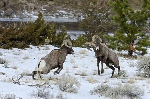 Rocky Mountain Bighorn Sheep - rams fighting  /  head butting during fall rut - in Autumn snow - Rocky Mountains - Wyoming - USA _E7C2497
