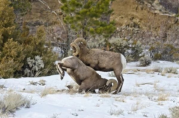 Rocky Mountain Bighorn Sheep - rams fighting  /  head butting during fall rut - in Autumn snow - Rocky Mountains - Wyoming - USA _E7C2776