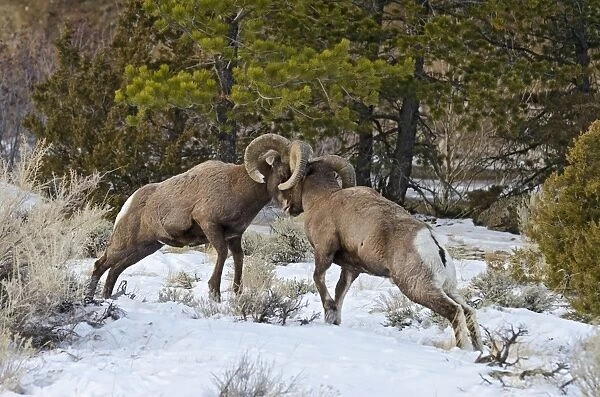Rocky Mountain Bighorn Sheep - rams fighting  /  head butting during fall rut - in Autumn snow - Rocky Mountains - Wyoming - USA _E7C2771