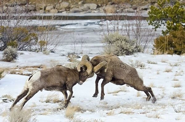 Rocky Mountain Bighorn Sheep - rams fighting  /  head butting during fall rut - in Autumn snow - Rocky Mountains - Wyoming - USA _E7C2697