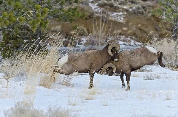 Rocky Mountain Bighorn Sheep - rams fighting  /  head butting during fall rut - in Autumn snow - Rocky Mountains - Wyoming - USA _E7C2785