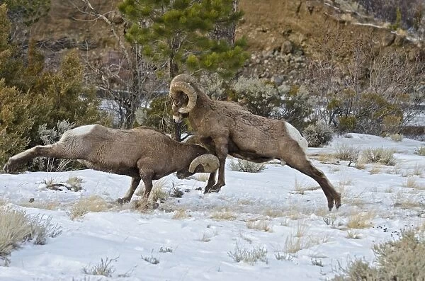 Rocky Mountain Bighorn Sheep - rams fighting  /  head butting during fall rut - in Autumn snow - Rocky Mountains - Wyoming - USA _E7C2775