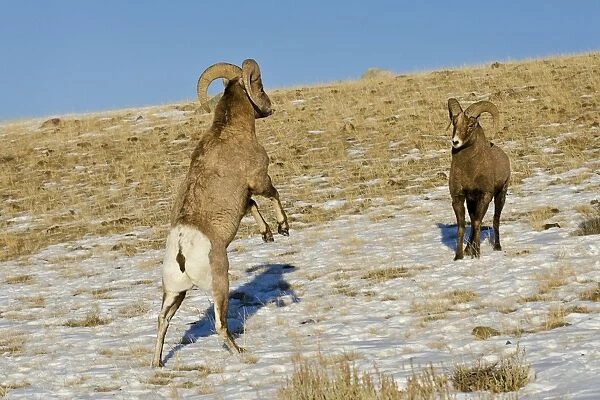 Rocky Mountain Bighorn Sheep - rams fighting  /  head butting during fall rut - in Autumn snow - Rocky Mountains - Wyoming - USA _E7C4115