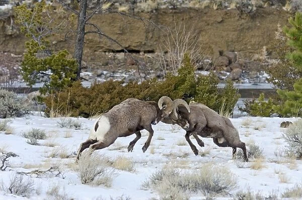 Rocky Mountain Bighorn Sheep - rams fighting  /  head butting during fall rut - in Autumn snow - Rocky Mountains - Wyoming - USA _E7C2657