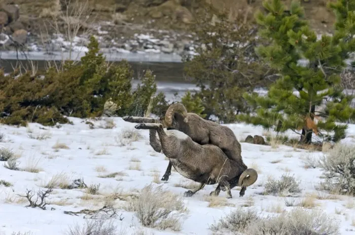 Framed Print : Rocky Mountain Bighorn Sheep - rams fighting / head butting during fall rut - in Autumn snow - Rocky Mountains - Wyoming - USA _E7C2498 Framed Print : Rocky Mountain Bighorn Sheep - rams fighting / head butting during fall rut - in Autumn snow - Rocky Mountains - Wyoming - USA _E7C2498