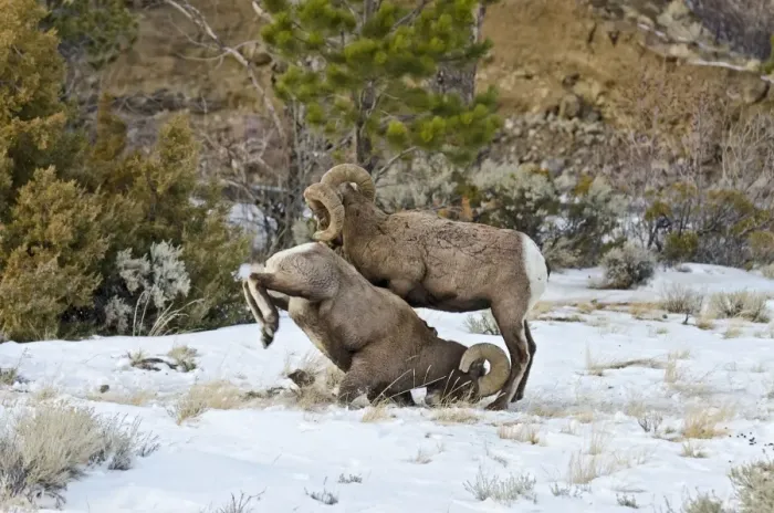 Framed Print : Rocky Mountain Bighorn Sheep - rams fighting / head butting during fall rut - in Autumn snow - Rocky Mountains - Wyoming - USA _E7C2776 Framed Print : Rocky Mountain Bighorn Sheep - rams fighting / head butting during fall rut - in Autumn snow - Rocky Mountains - Wyoming - USA _E7C2776