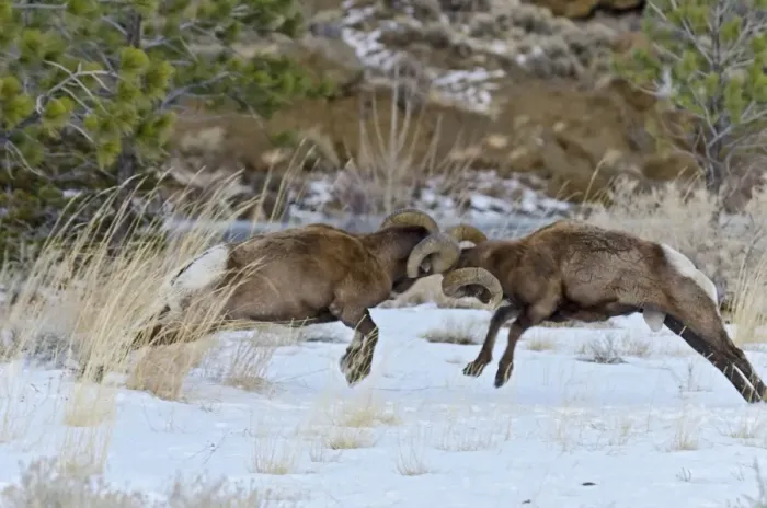 Framed Print : Rocky Mountain Bighorn Sheep - rams fighting / head butting during fall rut - in Autumn snow - Rocky Mountains - Wyoming - USA _E7C2784 Framed Print : Rocky Mountain Bighorn Sheep - rams fighting / head butting during fall rut - in Autumn snow - Rocky Mountains - Wyoming - USA _E7C2784