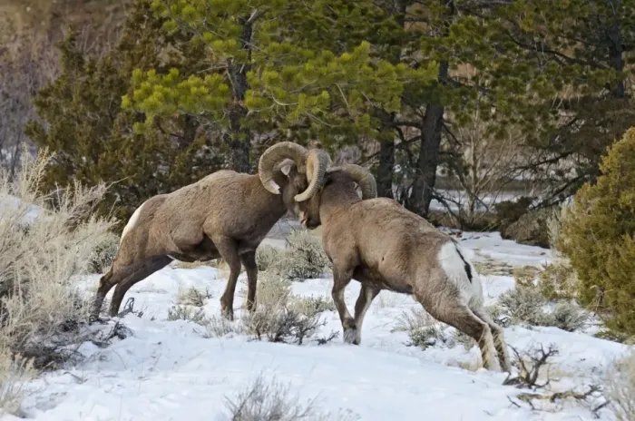 Framed Print : Rocky Mountain Bighorn Sheep - rams fighting / head butting during fall rut - in Autumn snow - Rocky Mountains - Wyoming - USA _E7C2771 Framed Print : Rocky Mountain Bighorn Sheep - rams fighting / head butting during fall rut - in Autumn snow - Rocky Mountains - Wyoming - USA _E7C2771