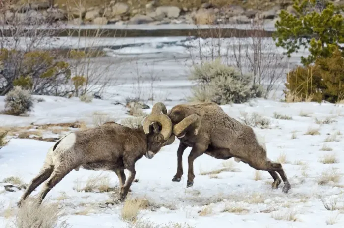 Framed Print : Rocky Mountain Bighorn Sheep - rams fighting / head butting during fall rut - in Autumn snow - Rocky Mountains - Wyoming - USA _E7C2697 Framed Print : Rocky Mountain Bighorn Sheep - rams fighting / head butting during fall rut - in Autumn snow - Rocky Mountains - Wyoming - USA _E7C2697