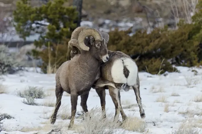 Framed Print : Rocky Mountain Bighorn Sheep - rams fighting / head butting during fall rut - in Autumn snow - Rocky Mountains - Wyoming - USA _E7C2662 Framed Print : Rocky Mountain Bighorn Sheep - rams fighting / head butting during fall rut - in Autumn snow - Rocky Mountains - Wyoming - USA _E7C2662