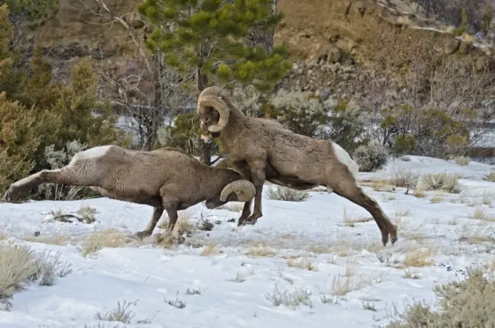 Framed Print : Rocky Mountain Bighorn Sheep - rams fighting / head butting during fall rut - in Autumn snow - Rocky Mountains - Wyoming - USA _E7C2775 Framed Print : Rocky Mountain Bighorn Sheep - rams fighting / head butting during fall rut - in Autumn snow - Rocky Mountains - Wyoming - USA _E7C2775
