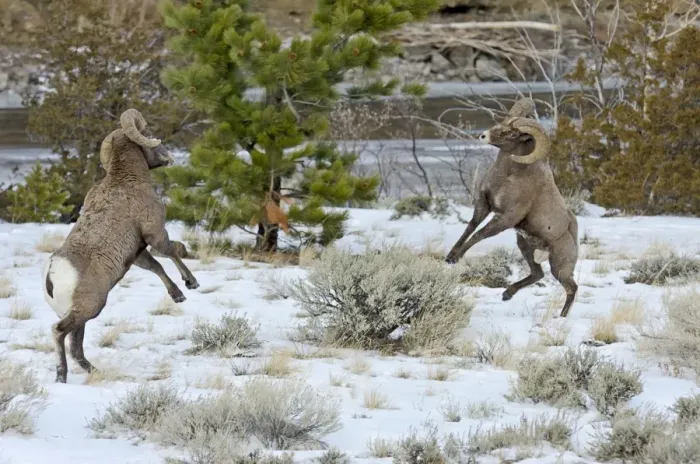 Framed Print : Rocky Mountain Bighorn Sheep - rams fighting / head butting during fall rut - in Autumn snow - Rocky Mountains - Wyoming - USA _E7C2592 Framed Print : Rocky Mountain Bighorn Sheep - rams fighting / head butting during fall rut - in Autumn snow - Rocky Mountains - Wyoming - USA _E7C2592