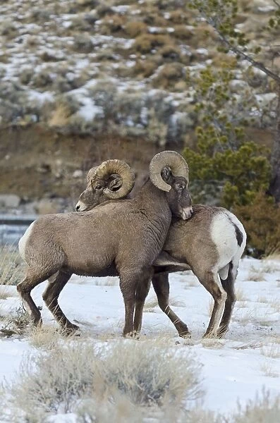 Rocky Mountain Bighorn Sheep - rams shoving and kicking one another in dominance display (this often leads to fighting  /  head butting) during fall rut - in Autumn snow - Rocky Mountains - Wyoming - USA _E7C2813