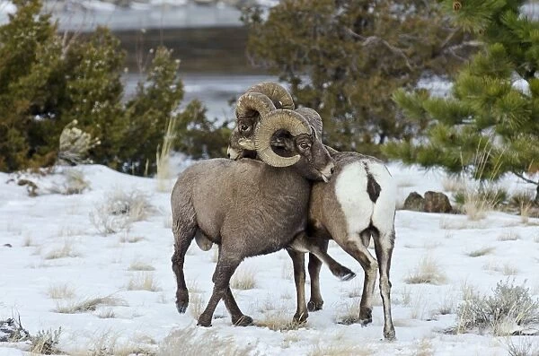 Rocky Mountain Bighorn Sheep - rams shoving and kicking one another in dominance display (this often leads to fighting  /  head butting) during fall rut - in Autumn snow - Rocky Mountains - Wyoming - USA _E7C2520