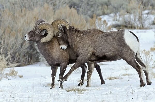 Rocky Mountain Bighorn Sheep - rams shoving and kicking one another in dominance display (this often leads to fighting  /  head butting) during fall rut - in Autumn snow - Rocky Mountains - Wyoming - USA _E7C3357