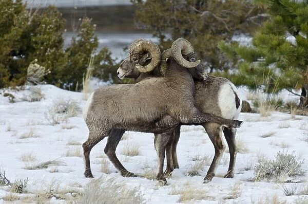 Rocky Mountain Bighorn Sheep - rams shoving and kicking one another in dominance display (this often leads to fighting  /  head butting) during fall rut - in Autumn snow - Rocky Mountains - Wyoming - USA _E7C2523