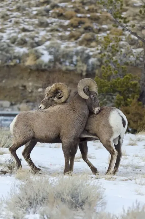 Framed Print : Rocky Mountain Bighorn Sheep - rams shoving and kicking one another in dominance display (this often leads to fighting / head butting) during fall rut - in Autumn snow - Rocky Mountains - Wyoming - USA _E7C2813 Framed Print : Rocky Mountain Bighorn Sheep - rams shoving and kicking one another in dominance display (this often leads to fighting / head butting) during fall rut - in Autumn snow - Rocky Mountains - Wyoming - USA _E7C2813