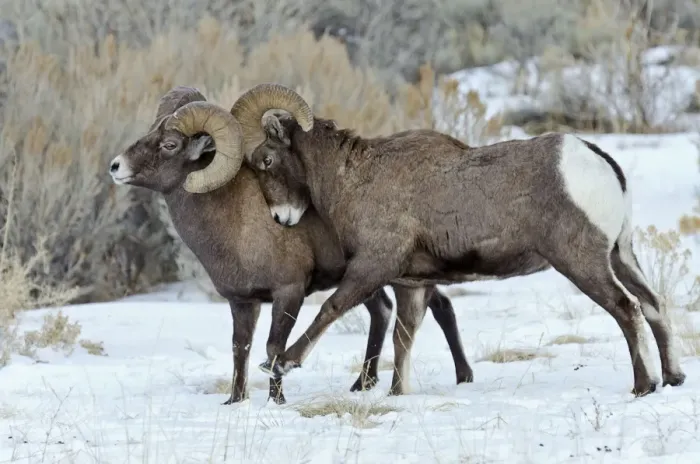 Framed Print : Rocky Mountain Bighorn Sheep - rams shoving and kicking one another in dominance display (this often leads to fighting / head butting) during fall rut - in Autumn snow - Rocky Mountains - Wyoming - USA _E7C3357 Framed Print : Rocky Mountain Bighorn Sheep - rams shoving and kicking one another in dominance display (this often leads to fighting / head butting) during fall rut - in Autumn snow - Rocky Mountains - Wyoming - USA _E7C3357