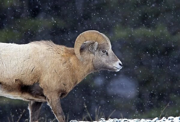 Rocky Mountain Bighorn Sheep - in snow. Jasper National Park - Rocky Mountains - Alberta - Canada