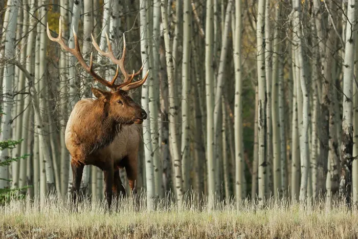 Framed Print : Rocky Mountain bull elk, thick aspens Framed Print : Rocky Mountain bull elk, thick aspens