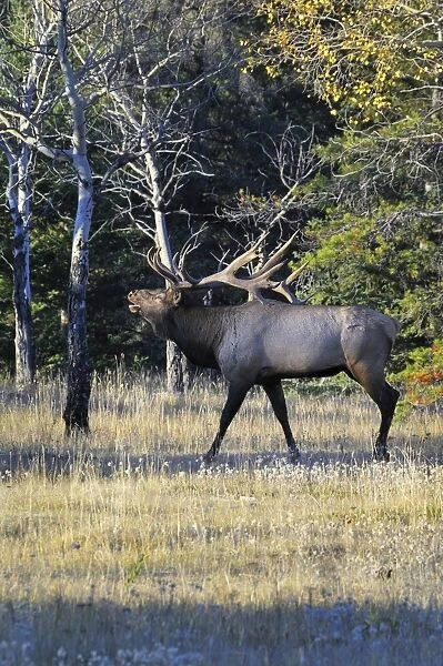 Rocky Mountain Elk - bull bugling - Alberta - Northern Rockies - Canada - Autumn _C3B7438