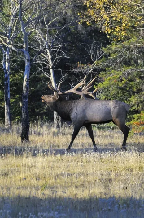 Framed Print : Rocky Mountain Elk - bull bugling - Alberta - Northern Rockies - Canada - Autumn _C3B7438 Framed Print : Rocky Mountain Elk - bull bugling - Alberta - Northern Rockies - Canada - Autumn _C3B7438