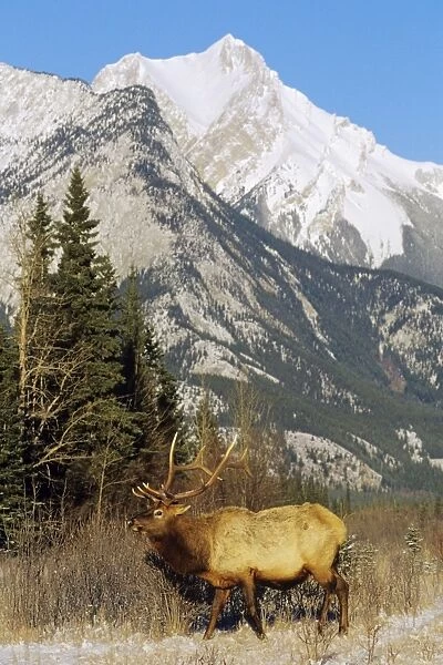 Rocky Mountain Elk - Bull in Canadian Rockies, Winter. Jasper National Park, Canada. ME867