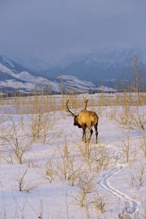 Framed Print : Rocky Mountain Elk - Bull in evening, early winter. Northern Rocky Mountains, Jasper National Park, Alberta, North America. ME654 Framed Print : Rocky Mountain Elk - Bull in evening, early winter. Northern Rocky Mountains, Jasper National Park, Alberta, North America. ME654