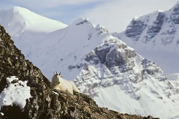 Rocky Mountain Goat - billy rests high on a rocky ledge Northern Rockies. MG400