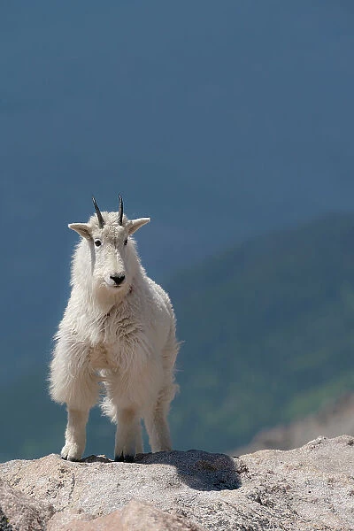 Rocky Mountain goat on ledge, Mount Evans Wilderness Area, Colorado Date: 15-06-2021