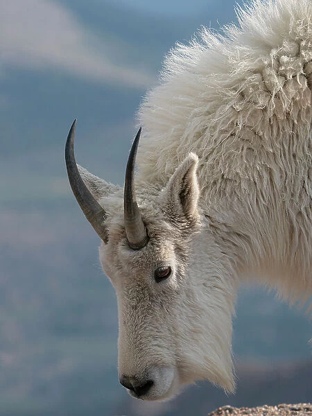 Rocky Mountain goat, Mount Evans Wilderness Area, Colorado Date: 15-06-2021