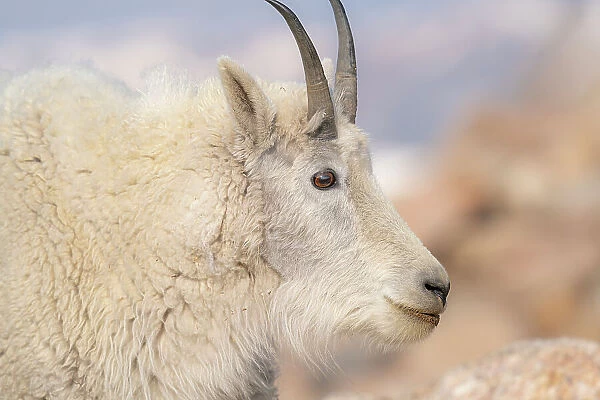 Rocky Mountain goat with salt minerals on its mouth, Mount Evans Wilderness Area, Colorado Date: 16-06-2021