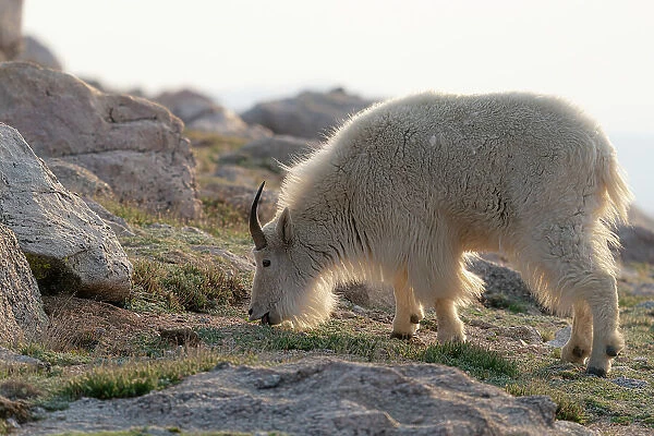 Rocky Mountain goats coming to the summit to look for minerals, Mount Evans Wilderness Area, Colorado Date: 16-06-2021